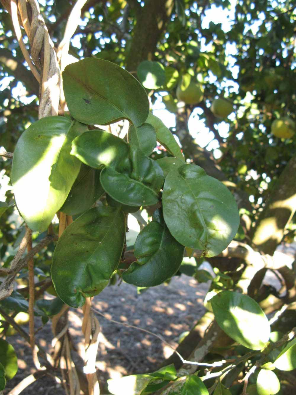            Shade leaves (Winter Haven, FL)   